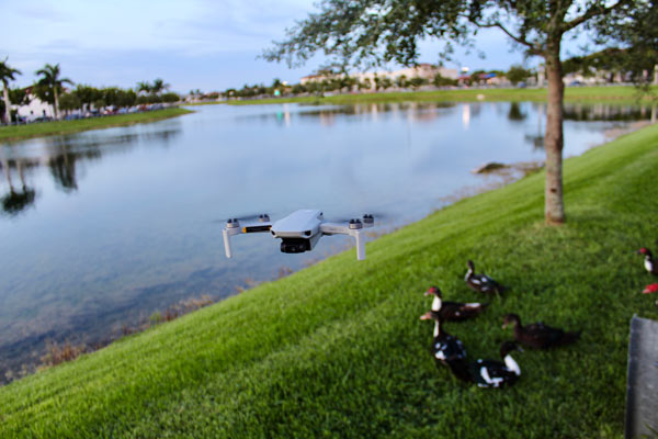 drone-with-ducks